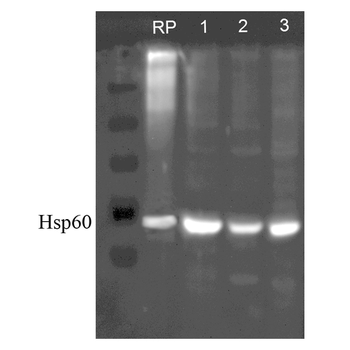 HSP60 Antibody (HRP)