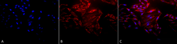 HSP60 Antibody (HRP)