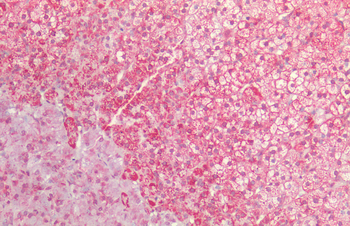 HSP60 Antibody (PerCP)