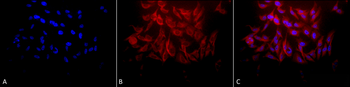 HSP27 Antibody (FITC)