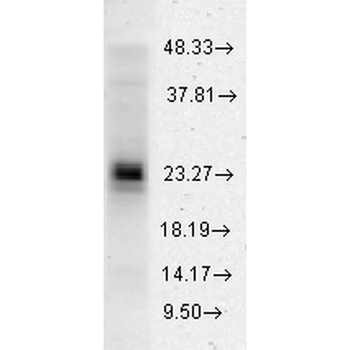 HSP27 Antibody (PerCP)