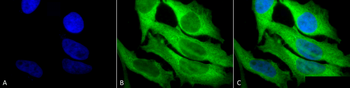 HSP27 Antibody (RPE)
