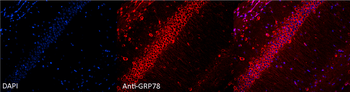 GRP78 Antibody (APC)