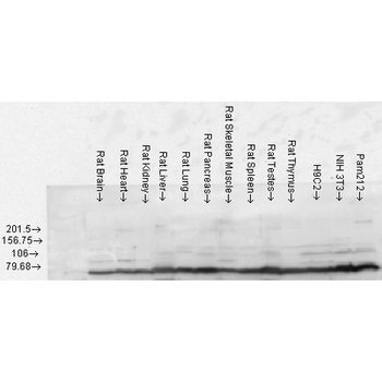 GRP78 Antibody (Biotin)