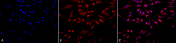 GRP78 Antibody (HRP)