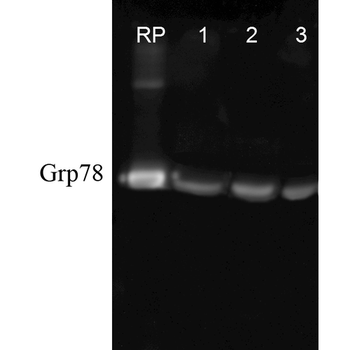 GRP78 Antibody (RPE)
