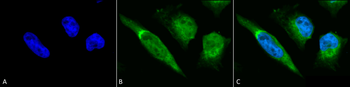 GRP78 Antibody (RPE)