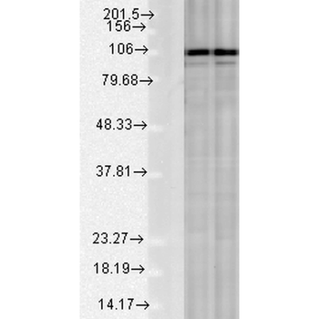 Calnexin-CT Antibody (APC)