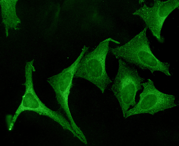 Calnexin-CT Antibody (Biotin)