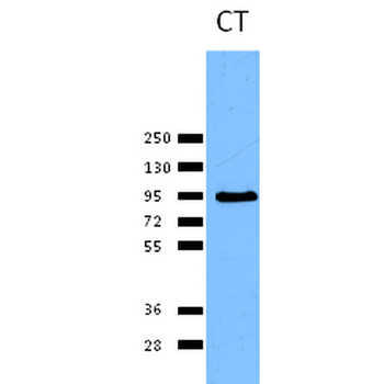 Calnexin-CT Antibody (FITC)