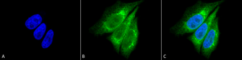 KDEL Antibody (HRP)