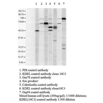 KDEL Antibody (RPE)