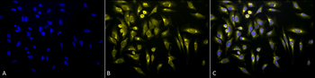 KDEL Antibody (RPE)