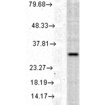 HO-1 Antibody (APC)