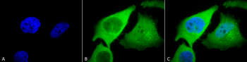 HO-1 Antibody (Biotin)