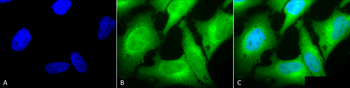 HO-1 Antibody (HRP)