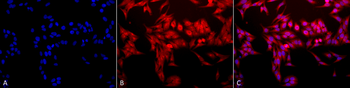HO-1 Antibody (PerCP)
