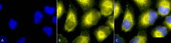 PDI Antibody (APC)