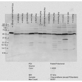 PDI Antibody (FITC)