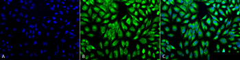 PDI Antibody (PerCP)