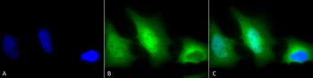 SOD1 (Cu/Zn) Antibody (PerCP)