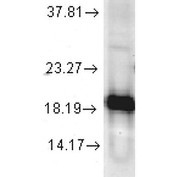 SOD1 (Cu/Zn) Antibody (PerCP)