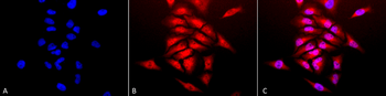SOD1 (Cu/Zn) Antibody (PerCP)