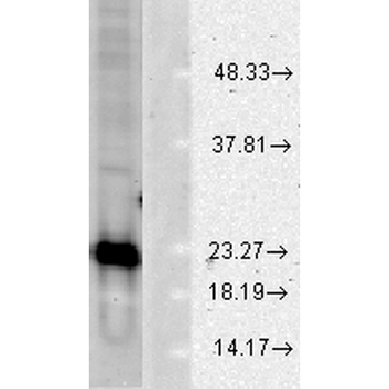 SOD1 (Cu/Zn) Antibody (FITC)