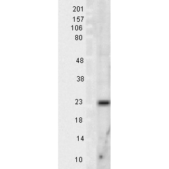 SOD2 (Mn) Antibody (PerCP)