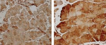 SOD2 (Mn) Antibody (PerCP)