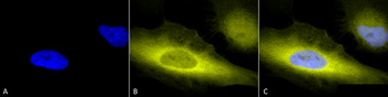 Ubiquitin Antibody (APC)