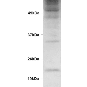 Ubiquitin Antibody (APC)