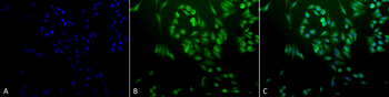 Ubiquitin Antibody (Biotin)