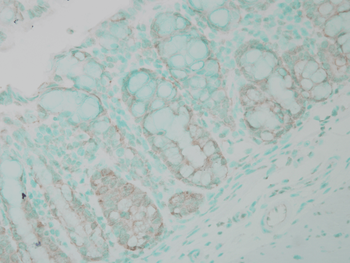 Ubiquitin Antibody (Biotin)