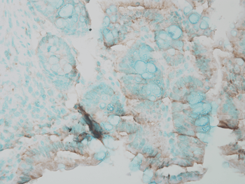 Erk1/2 Antibody (Biotin)