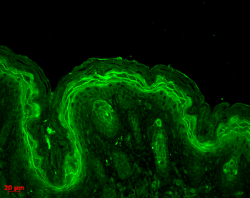 Erk1/2 Antibody (Biotin)