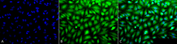 Erk1/2 Antibody (FITC)