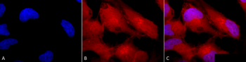 Erk1/2 Antibody (PerCP)