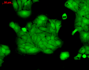 Erk1/2 Antibody (PerCP)