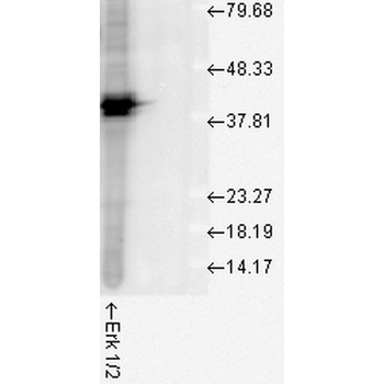 Erk1/2 Antibody (RPE)