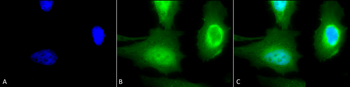 Calreticulin Antibody (HRP)