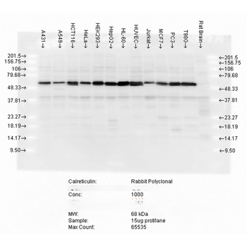 Calreticulin Antibody (RPE)