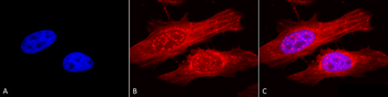 Alpha B Crystallin Antibody (PerCP)