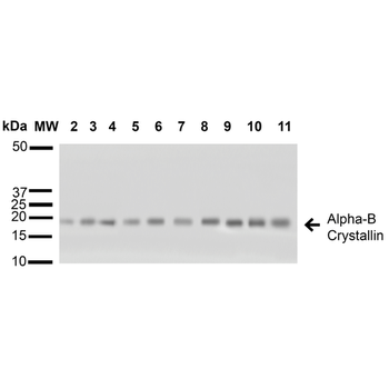 Alpha B Crystallin Antibody (PerCP)