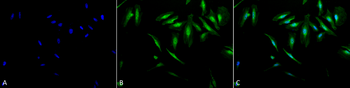 Alpha B Crystallin Antibody (PerCP)
