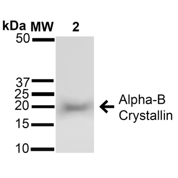 Alpha B Crystallin Antibody (PerCP)