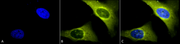 Rab4 Antibody (APC)