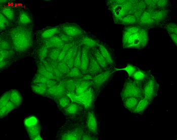 Rab4 Antibody (APC)