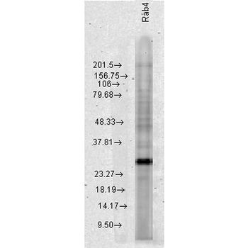 Rab4 Antibody (Biotin)