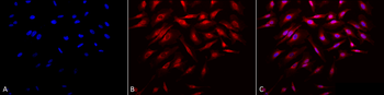 Rab4 Antibody (PerCP)